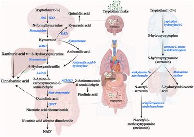 Modulation of immunity by tryptophan microbial metabolites